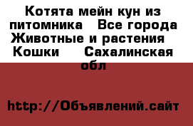 Котята мейн-кун из питомника - Все города Животные и растения » Кошки   . Сахалинская обл.